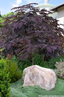 Evey's Pride Mimosa Tree - 7 Gallon Pot -Wilson Bros Gardens albizia julibrissin summer chocolate mimosa tree 10 1