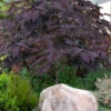 Summer Chocolate Mimosa Tree - 7 Gallon Pot (5-6')