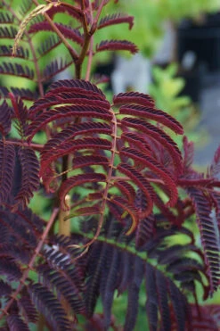 Summer Chocolate Mimosa Tree - 7 Gallon Pot (5-6') -Wilson Bros Gardens albizia julibrissin summer chocolate mimosa tree 4