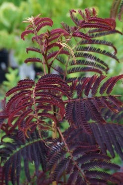 Summer Chocolate Mimosa Tree - 7 Gallon Pot (5-6') -Wilson Bros Gardens albizia julibrissin summer chocolate mimosa tree 5