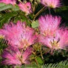 Tropical Dream Fragrant Mimosa Tree - 7 Gallon Pot