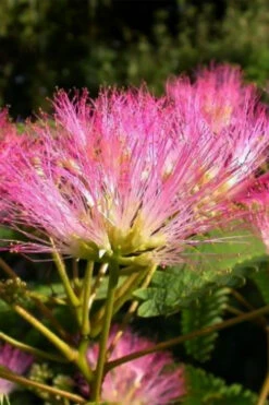 Tropical Dream Fragrant Mimosa Tree - 7 Gallon Pot -Wilson Bros Gardens albizia julibrissin tropical dream mimosa tree 2