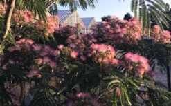 Tropical Dream Fragrant Mimosa Tree - 7 Gallon Pot -Wilson Bros Gardens albizia julibrissin tropical dream mimosa tree 4