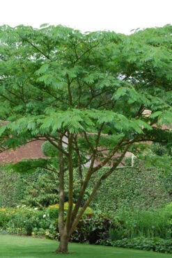 Tropical Dream Fragrant Mimosa Tree - 7 Gallon Pot -Wilson Bros Gardens albizia julibrissin tropical dream mimosa tree 5