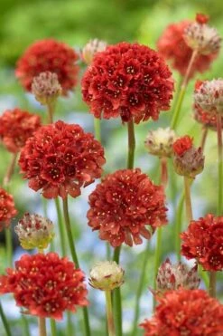 Ballerina Red Sea Thrift (Armeria Pseudarmeria) - 5 Pack Of Quart Pots -Wilson Bros Gardens allium ballerina red sea thrift 500x750 1