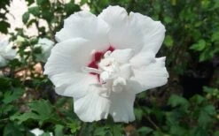 Morning Star Rose Of Sharon (Althea) - Hibiscus Syriacus - 3 Gallon Pot -Wilson Bros Gardens altheamorningstar 1