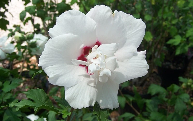 Morning Star Rose Of Sharon (Single Trunk Tree) - 7 Gallon Pot 5 Morning Star Rose Of Sharon (Single Trunk Tree) - 7 Gallon Pot - Image 5