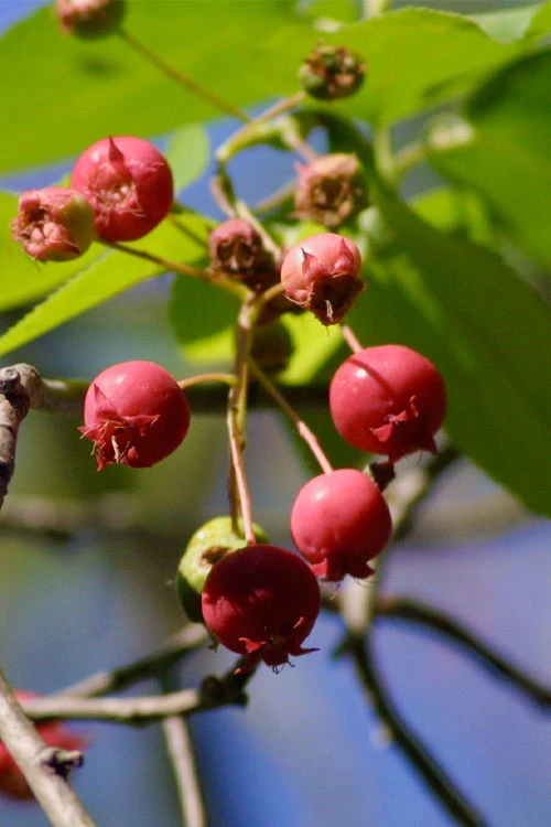 Downy Serviceberry Tree (Amelanchier Arborea) - 3 Gallon Pot 4 Downy Serviceberry Tree (Amelanchier Arborea) - 3 Gallon Pot - Image 4