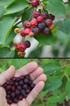 Downy Serviceberry Tree (Amelanchier Arborea) - 1 Gallon Pot -Wilson Bros Gardens amelanchier arborea downy serviceberry berries 3