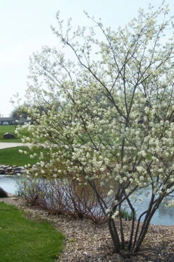 Downy Serviceberry Tree (Amelanchier Arborea) - 1 Gallon Pot -Wilson Bros Gardens amelanchier arborea downy serviceberry tree 2