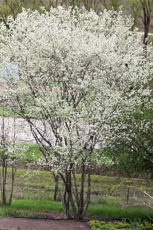 Downy Serviceberry Tree (Amelanchier Arborea) - 3 Gallon Pot 11 Downy Serviceberry Tree (Amelanchier Arborea) - 3 Gallon Pot - Image 11