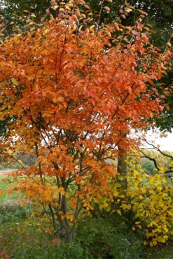 Shadblow Serviceberry Tree (Amelanchier Canadensis) - 5 Gallon Pot 13 Shadblow Serviceberry Tree (Amelanchier Canadensis) - 5 Gallon Pot -Wilson Bros Gardens amelanchier arborea shadblow serviceberry fall foliage 1