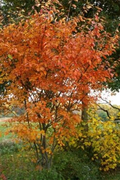 Shadblow Serviceberry Tree (Amelanchier Canadensis) - 3 Pack Of 1.5 Quart Pots 13 Shadblow Serviceberry Tree (Amelanchier Canadensis) - 3 Pack Of 1.5 Quart Pots -Wilson Bros Gardens amelanchier arborea shadblow serviceberry fall foliage 5