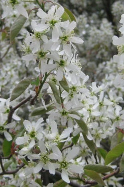 Shadblow Serviceberry Tree (Amelanchier Canadensis) - 1 Gallon Pot -Wilson Bros Gardens amelanchier arborea shadblow serviceberry flowers 4 6