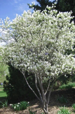 Shadblow Serviceberry Tree (Amelanchier Canadensis) - 5 Gallon Pot 12 Shadblow Serviceberry Tree (Amelanchier Canadensis) - 5 Gallon Pot -Wilson Bros Gardens amelanchier arborea shadblow serviceberry tree 2 1