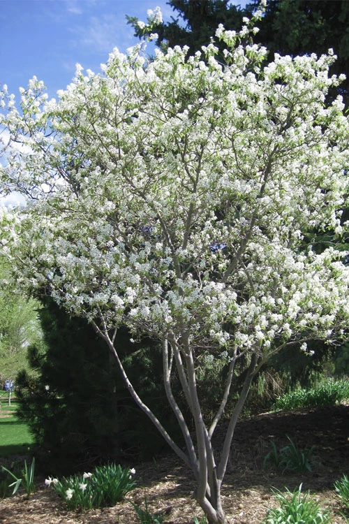 Shadblow Serviceberry Tree (Amelanchier Canadensis) - 5 Gallon Pot 4 Shadblow Serviceberry Tree (Amelanchier Canadensis) - 5 Gallon Pot - Image 4