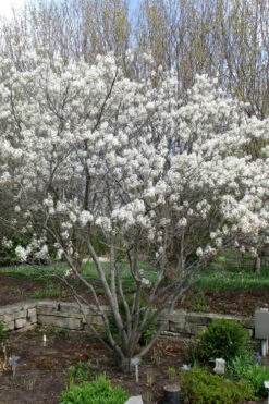 Shadblow Serviceberry Tree (Amelanchier Canadensis) - 5 Gallon Pot 17 Shadblow Serviceberry Tree (Amelanchier Canadensis) - 5 Gallon Pot -Wilson Bros Gardens amelanchier arborea shadblow serviceberry tree 3 1