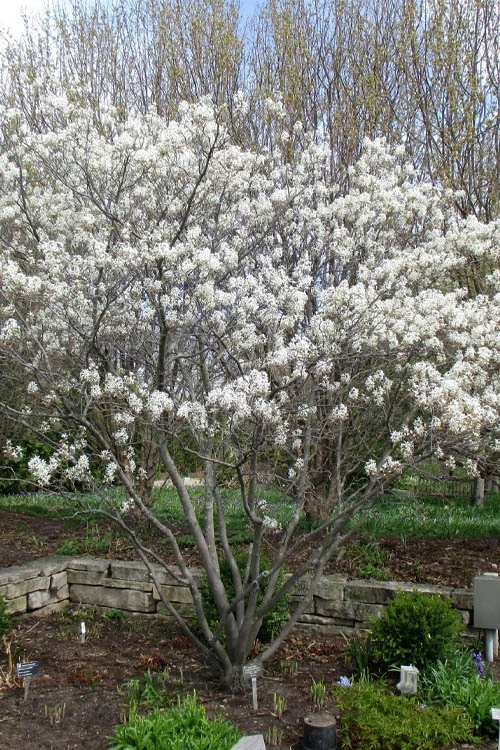 Shadblow Serviceberry Tree (Amelanchier Canadensis) - 3 Gallon Pot 9 Shadblow Serviceberry Tree (Amelanchier Canadensis) - 3 Gallon Pot - Image 9