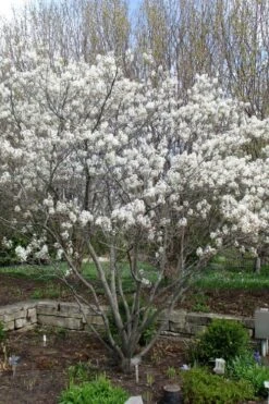 Shadblow Serviceberry Tree (Amelanchier Canadensis) - 1 Gallon Pot 17 Shadblow Serviceberry Tree (Amelanchier Canadensis) - 1 Gallon Pot -Wilson Bros Gardens amelanchier arborea shadblow serviceberry tree 3 4