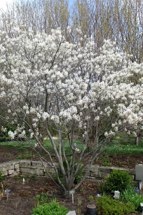 Shadblow Serviceberry Tree (Amelanchier Canadensis) - 3 Pack Of 1.5 Quart Pots 9 Shadblow Serviceberry Tree (Amelanchier Canadensis) - 3 Pack Of 1.5 Quart Pots - Image 9