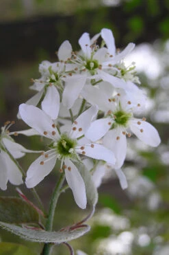 Autumn Brilliance Serviceberry Tree - 7 Gallon Pot (6-7') 13 Autumn Brilliance Serviceberry Tree - 7 Gallon Pot (6-7') -Wilson Bros Gardens amelanchier grandiflora autumn brilliance serviceberry 1 4