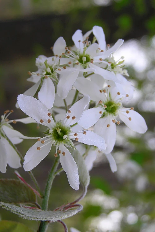 Autumn Brilliance Serviceberry Tree - 7 Gallon Pot (4-5') 5 Autumn Brilliance Serviceberry Tree - 7 Gallon Pot (4-5') - Image 5