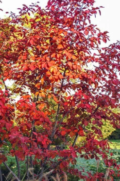 Autumn Brilliance Serviceberry Tree - 3 Gallon Pot -Wilson Bros Gardens amelanchier grandiflora autumn brilliance serviceberry 3 1