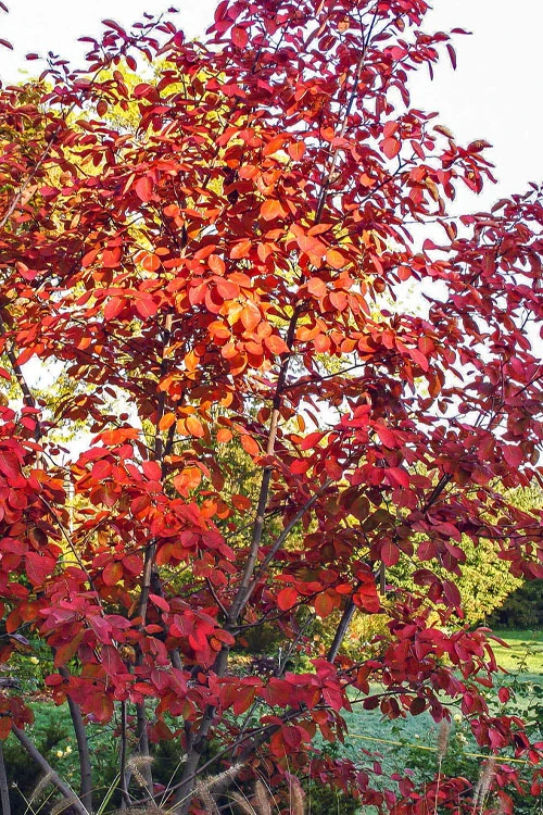 Autumn Brilliance Serviceberry Tree - 7 Gallon Pot (6-7') 9 Autumn Brilliance Serviceberry Tree - 7 Gallon Pot (6-7') - Image 9