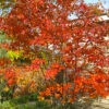 Autumn Brilliance Serviceberry Tree - 7 Gallon Pot (6-7')