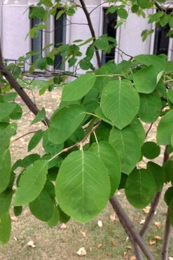 Allegheny Serviceberry Tree (Amelanchier Laevis) - 1 Gallon Pot 14 Allegheny Serviceberry Tree (Amelanchier Laevis) - 1 Gallon Pot -Wilson Bros Gardens amelanchier laevis allegheny serviceberry 4
