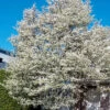 Allegheny Serviceberry Tree (Amelanchier Laevis) - 3 Gallon Pot