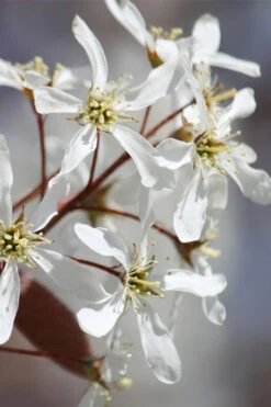 Allegheny Serviceberry Tree (Amelanchier Laevis) - 1 Gallon Pot 15 Allegheny Serviceberry Tree (Amelanchier Laevis) - 1 Gallon Pot -Wilson Bros Gardens amelanchier laevis allegheny serviceberry 7