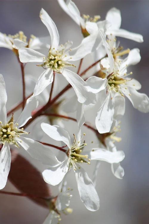 Allegheny Serviceberry Tree (Amelanchier Laevis) - 1 Gallon Pot 8 Allegheny Serviceberry Tree (Amelanchier Laevis) - 1 Gallon Pot - Image 8