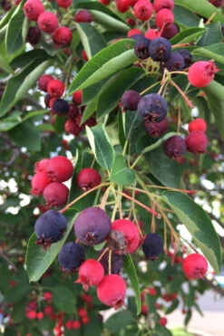 Allegheny Serviceberry Tree (Amelanchier Laevis) - 3 Gallon Pot 12 Allegheny Serviceberry Tree (Amelanchier Laevis) - 3 Gallon Pot -Wilson Bros Gardens amelanchier laevis allegheny serviceberry 8 1