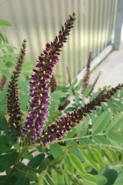 Indigo Bush (Amorpha Fruticosa) - 3 Pack Of 1.5 Quart Pots -Wilson Bros Gardens amorpha fruticosa indigo bush 10 1