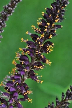 Indigo Bush (Amorpha Fruticosa) - 3 Pack Of 1.5 Quart Pots -Wilson Bros Gardens amorpha fruticosa indigo bush 11 1