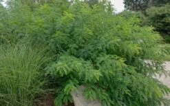 Indigo Bush (Amorpha Fruticosa) - 1 Gallon Pot -Wilson Bros Gardens amorpha fruticosa indigo bush 14