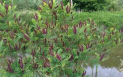 Indigo Bush (Amorpha Fruticosa) - 1 Gallon Pot -Wilson Bros Gardens amorpha fruticosa indigo bush 15 2