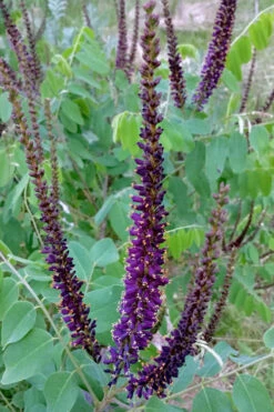 Indigo Bush (Amorpha Fruticosa) - 1 Gallon Pot -Wilson Bros Gardens amorpha fruticosa indigo bush 5 2