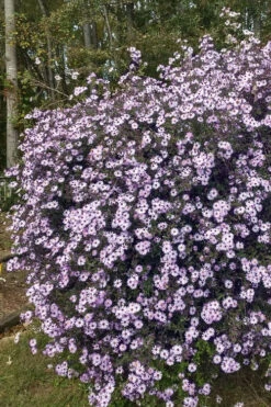 Climbing Aster (Ampelaster Carolianianus) - 1 Gallon Pot 17 Climbing Aster (Ampelaster Carolianianus) - 1 Gallon Pot -Wilson Bros Gardens ampelaster carolinianus climbiing aster 1