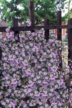 Climbing Aster (Ampelaster Carolianianus) - 1 Gallon Pot 14 Climbing Aster (Ampelaster Carolianianus) - 1 Gallon Pot -Wilson Bros Gardens ampelaster carolinianus climbiing aster 11