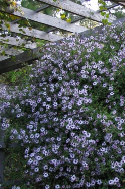 Climbing Aster (Ampelaster Carolianianus) - 1 Gallon Pot 12 Climbing Aster (Ampelaster Carolianianus) - 1 Gallon Pot -Wilson Bros Gardens ampelaster carolinianus climbiing aster 4