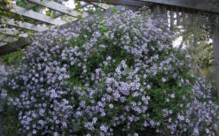 Climbing Aster (Ampelaster Carolianianus) - 1 Gallon Pot 13 Climbing Aster (Ampelaster Carolianianus) - 1 Gallon Pot -Wilson Bros Gardens ampelaster carolinianus climbiing aster 5
