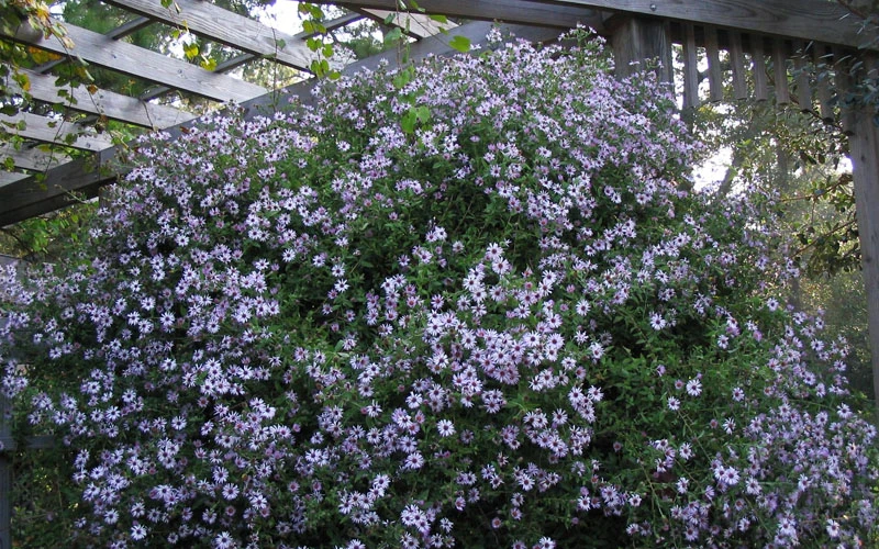 Climbing Aster (Ampelaster Carolianianus) - 1 Gallon Pot 5 Climbing Aster (Ampelaster Carolianianus) - 1 Gallon Pot - Image 5