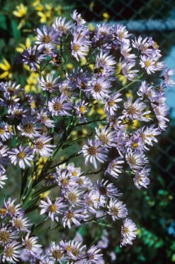 Climbing Aster (Ampelaster Carolianianus) - 1 Gallon Pot 15 Climbing Aster (Ampelaster Carolianianus) - 1 Gallon Pot -Wilson Bros Gardens ampelaster carolinianus climbiing aster 7