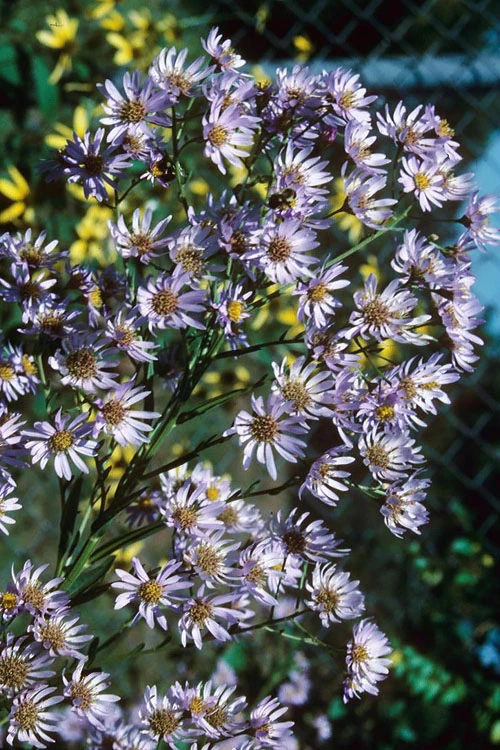 Climbing Aster (Ampelaster Carolianianus) - 1 Gallon Pot 7 Climbing Aster (Ampelaster Carolianianus) - 1 Gallon Pot - Image 7