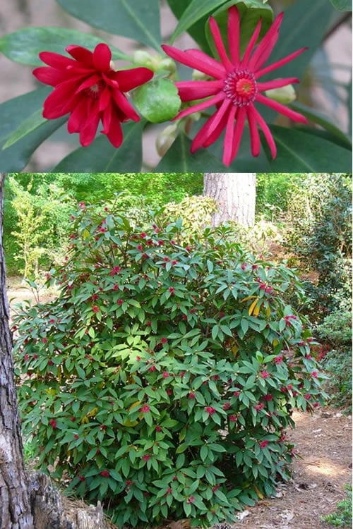 Florida Anise - Illicium Floridanum - 3 Gallon Pot 4 Florida Anise - Illicium Floridanum - 3 Gallon Pot - Image 4