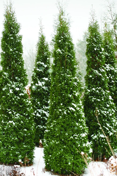 North Pole Arborvitae (Thuja) - 1 Gallon Pot 1 North Pole Arborvitae (Thuja) - 1 Gallon Pot
