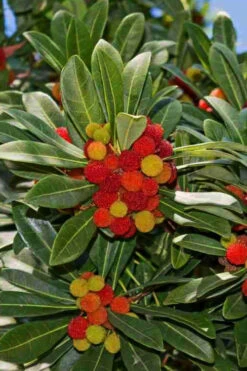 Marina Strawberry Tree (Arbutus) - 1 Gallon Pot