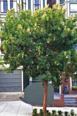 Marina Strawberry Tree (Arbutus) - 1 Gallon Pot -Wilson Bros Gardens arbutus marina strawberry tree 2